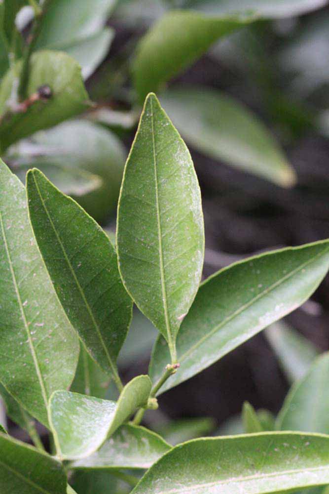              Unifoliolate leaf (Riverside, CA)       